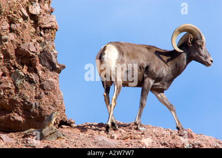 Bighorn Schafe Ram Hang entlang, während ein Rock Eichhörnchen Uhren Stockfoto