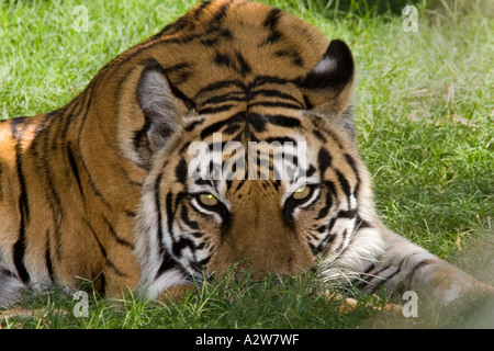 Sumatra-Tiger im Gras Stockfoto