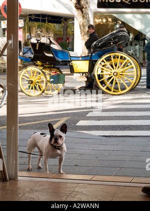 Eine französische Bulldogge gefesselt vor einem Café mit einer Pferdekutsche hinter in Marbella-Andalusien-Spanien Stockfoto