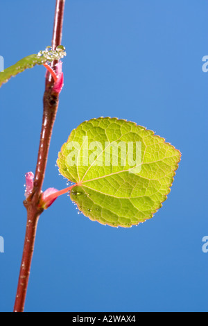 Wassertropfen auf neue Blätter von Katsura Baum Cercidiphyllum Japonicum Norfolk UK Stockfoto