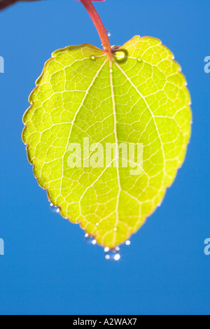 Wassertropfen auf neue Blätter von Katsura Baum Cercidiphyllum Japonicum Norfolk UK Stockfoto