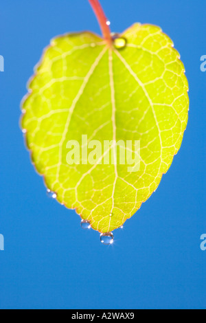 Wassertropfen auf neue Blätter von Katsura Baum Cercidiphyllum Japonicum Norfolk UK Stockfoto