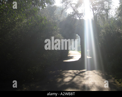 Sonnenlicht durch Bäume mit leichten Flare Casting shadows Kew Gardens, London England UK Stockfoto