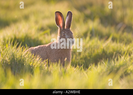 Brauner Hase "Lepus Capensis' auf Grünland Norfolk UK Stockfoto