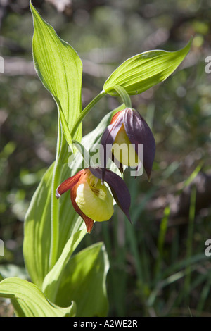 Seltene Frauenschuh Cypripedium calceolus Orchidee in Blume wächst auf 1200 Metern Baumgrenze im Triglav Nationalpark in den Julischen Alpen in Slowenien Stockfoto