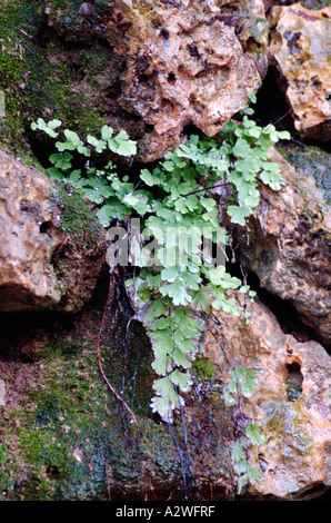 Venushaarfarns Capillus Veneris südlichen tausend Farn Stockfoto