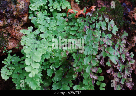 Venushaarfarns Capillus Veneris südlichen tausend Farn Stockfoto