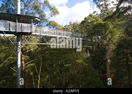 Otway Fly Treetop Regenwaldwanderung, Victoria, Australien Stockfoto