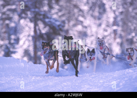 Internationales Schlittenhunderennen in der Nähe der Stadt Falkland in der Okanagan Region British Columbia Kanada Stockfoto