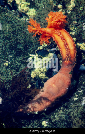 Eine Orange Seegurke (Cucumaria Miniata) in einem Tidal Pool entlang der pazifischen Westküste von British Columbia Kanada Stockfoto