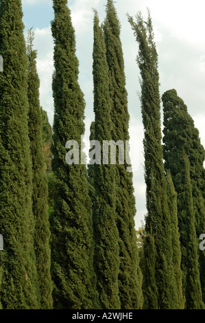 Cupressus Sempervirens L italienische Zypresse Stockfoto