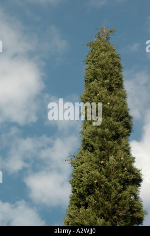 Cupressus Sempervirens L italienische Zypresse Stockfoto