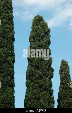 Cupressus Sempervirens L italienische Zypresse Stockfoto