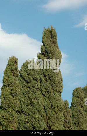 Cupressus Sempervirens L italienische Zypresse Stockfoto