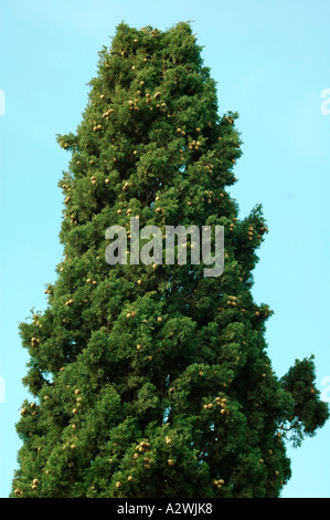 Cupressus Sempervirens L italienische Zypresse Stockfoto
