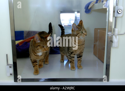 Katzen, die darauf warten, bei einer Katze Rettungszentrum verlagert werden, verirrt heimatlose Katze, streunende Katzen Stockfoto