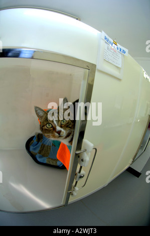 Katzen, die darauf warten, bei einer Katze Rettungszentrum verlagert werden, verirrt heimatlose Katze, streunende Katzen Stockfoto