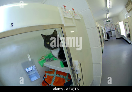 Katzen, die darauf warten, bei einer Katze Rettungszentrum verlagert werden, verirrt heimatlose Katze, streunende Katzen Stockfoto