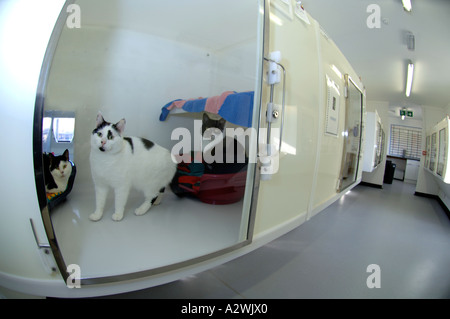 Katzen, die darauf warten, bei einer Katze Rettungszentrum verlagert werden, verirrt heimatlose Katze, streunende Katzen Stockfoto