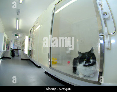 Katzen, die darauf warten, bei einer Katze Rettungszentrum verlagert werden, verirrt heimatlose Katze, streunende Katzen Stockfoto