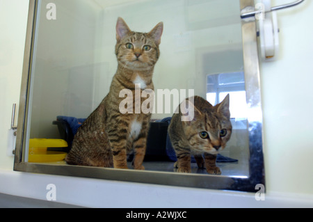 Katzen, die darauf warten, bei einer Katze Rettungszentrum verlagert werden, verirrt heimatlose Katze, streunende Katzen Stockfoto