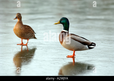 Stockente Enten auf dem Eis Stockfoto