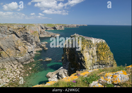 Stack Felsen Pembrokeshire Coast National Park Pembrokeshire Wales Stockfoto