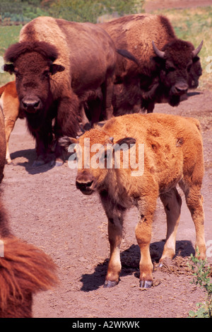 Bisons (Bison Bison) auf ein Bison Farm im Süden Okanagan Valley British Columbia Kanada Stockfoto