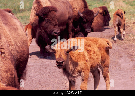 Bisons (Bison Bison) auf ein Bison Farm im Süden Okanagan Valley British Columbia Kanada Stockfoto