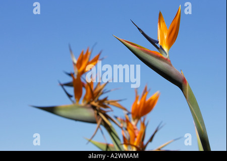 Paradiesvogel Blumen Strelitzia Reginae gegen blauen Himmel Norden Teneriffa Kanaren Spanien Stockfoto