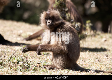 Gelada Pavian Affen Theropithecus Gelada in Simien Mountains Nationalpark Äthiopien Afrika Stockfoto