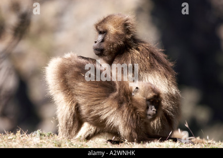 Gelada Pavian Affen Theropithecus Gelada in Simien Mountains Nationalpark Äthiopien Afrika Stockfoto