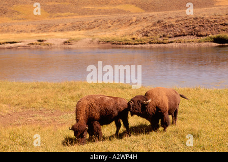 Amerikanische Bisons grasen auf der Hayden Valley, Yellowstone-Nationalpark, Wyoming, Montana und Idaho, USA Stockfoto