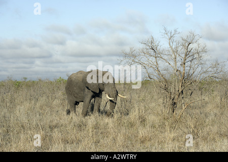 Einsamer Elefant im Buschfeld, Krüger-Nationalpark (Manyeleti Game Reserve), Südafrika Stockfoto