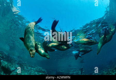 Gruppe von kalifornischen Seelöwen Zalophus Californianus Mexico Sea of Cortez Baja California La Paz Stockfoto