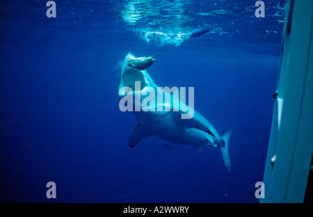 Der weiße Hai essen Fisch Carcharodon Carcharias USA Kalifornien Pazifik Farallon Insel San Francisco Bay Stockfoto