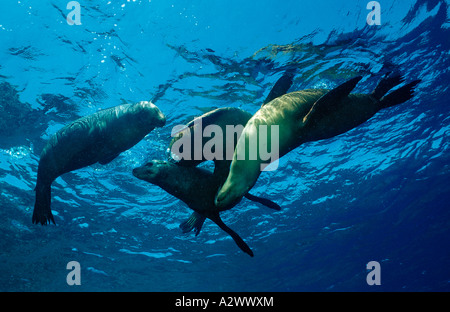 Gruppe von kalifornischen Seelöwen Zalophus Californianus USA California Pacific Ocean Stockfoto