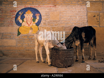 Zwei heilige Kühe füttern neben einer Wand mit einem Gemälde von Ganesh, der Elefantengott. Rajasthan, Indien Stockfoto