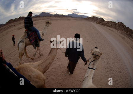 Touristen auf einem Beduinen Kamel reiten in der Nähe von Sharm El Sheikh Ägypten Stockfoto