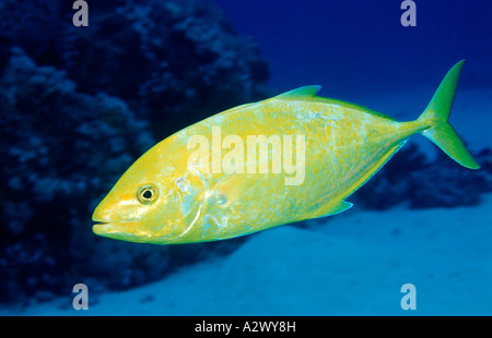 Orangespotted Trevally Carangoides Bajad Ägypten Afrika Sinai Sharm el Sheik Rotes Meer Stockfoto