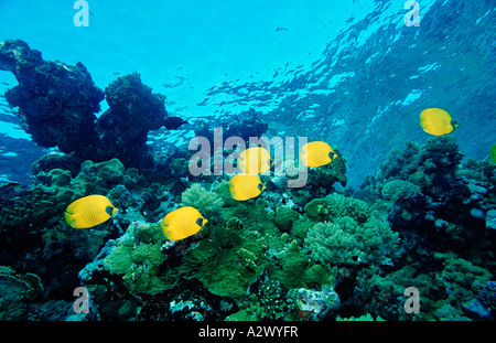 Maskierte Butterflyfish Chaetodontidae Semilarvatus Ägypten Afrika Sinai Sharm el Sheik Rotes Meer Stockfoto