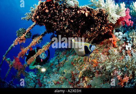 Taucher und Kaiser Angelfish auf das Wrack Aida Pomacanthus Imperator Ägypten Afrika Rotes Meer Stockfoto