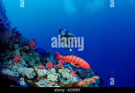Taucher und Roving Korallen Forellen Plectropomus Pessuliferus Ägypten Afrika Sinai Dahab Rotes Meer Stockfoto