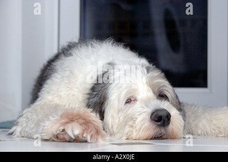 Old English Sheepdog (auch bekannt als der Bobtail) Stockfoto