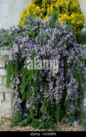 Rosmarinus Officinalis Prostratus Gruppe Stein gemauerte Wand, Küchenkraut, aromatische Pflanze, blaue Blumen, Rosmarin Stockfoto