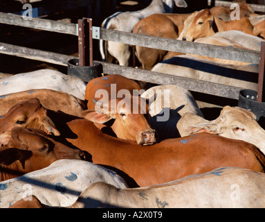 Australien. Norden von Queensland. Rinder im Markt Stifte. Stockfoto