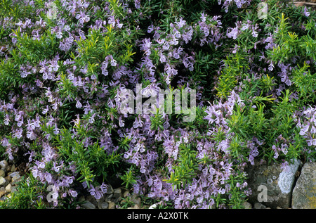 Rosmarinus Officinalis Prostratus Gruppe Rosmarin blaue Blume Blumen Garten Pflanze Pflanzen Kräuter Kräuter Stockfoto