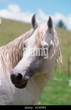 Outdoor Portrait des grauen arabischen Pferd Hengst. Stockfoto