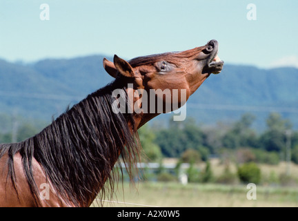 Pferd. Seitenansicht Nahaufnahme des arabischen Hengstes. Stockfoto