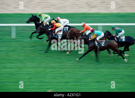 Pferderennen auf Rasen. Stockfoto